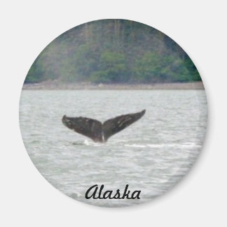 Alaska Whale Svan Magnet
