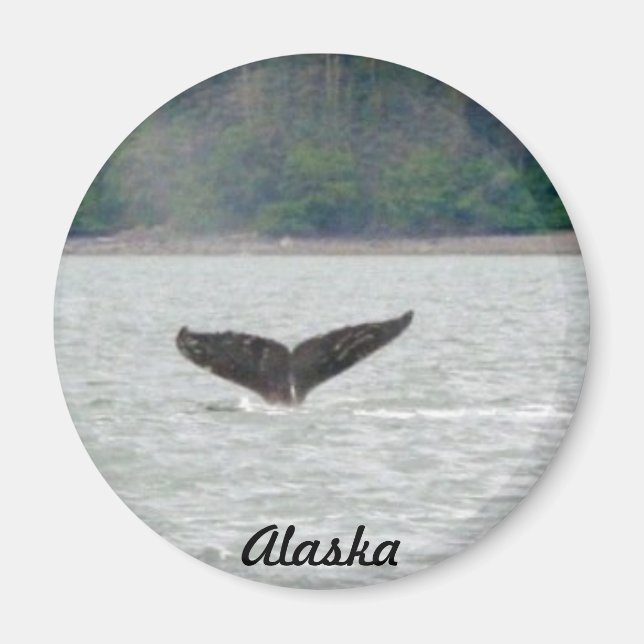Alaska Whale Svan Magnet (Framsidan)