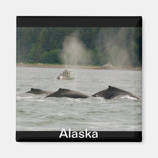 Alaska Whales Magnet (Framsidan)