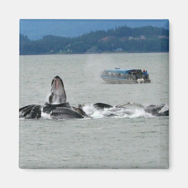 Alaska Whales Magnet (Framsidan)