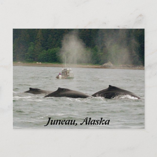 Alaska Whales Vykort (Framsida)
