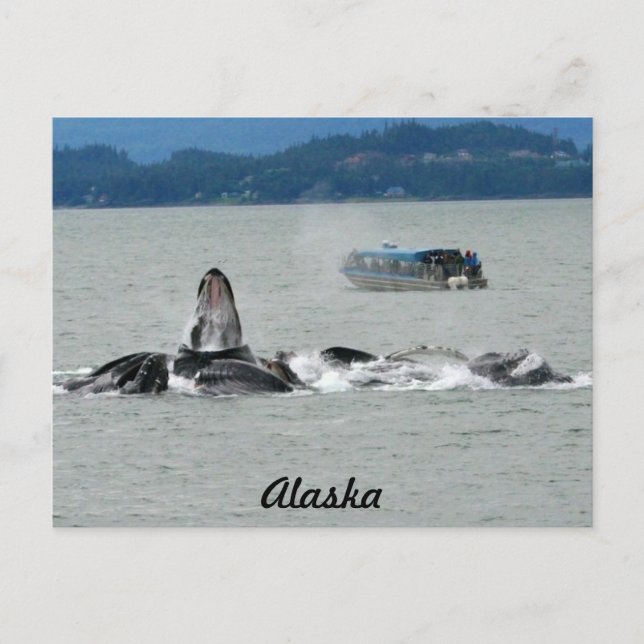 Alaska Whales Vykort (Framsida)
