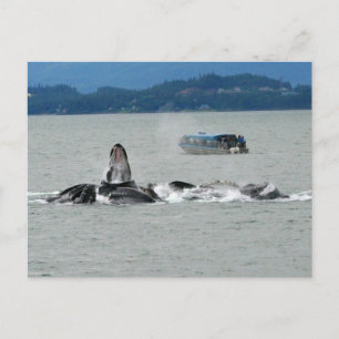Alaska Whales Vykort