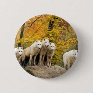 Alaska White-Vargar i skogen Knapp