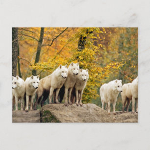 Alaska White-Vargar i skogen Vykort