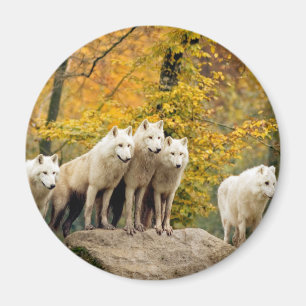 Alaska White-Vargerna i skogen Magnet