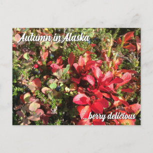 Alaska Wildberry Postcard Vykort