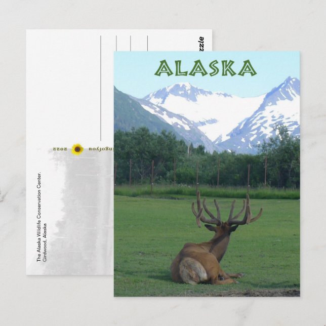 Alaska Wildlife Conservation Center -  Vykort (Fram/baksida)