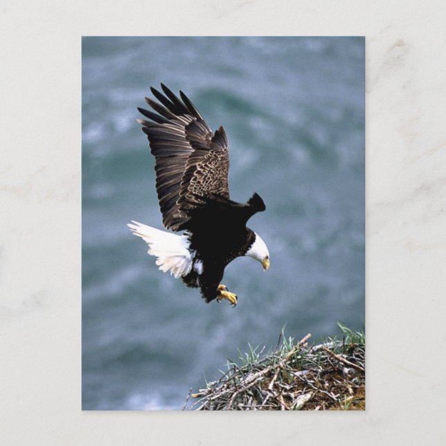 Alaska Wildlife Vykort (Framsida)