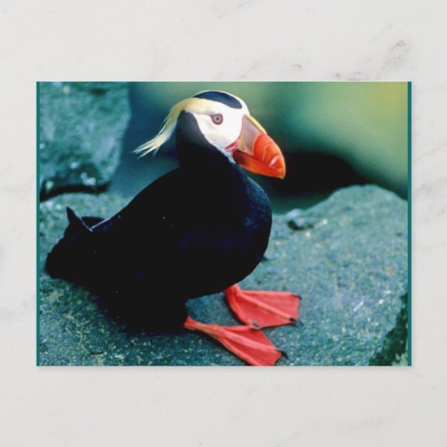 Alaska Wildlife Vykort (Framsida)