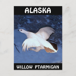 Alaska Willow Ptarmigan Vykort