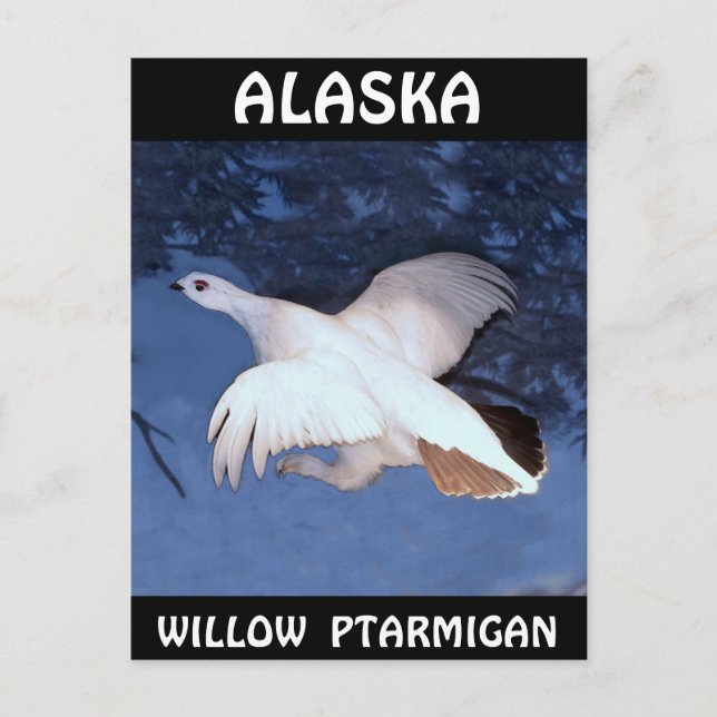 Alaska Willow Ptarmigan Vykort (Framsida)