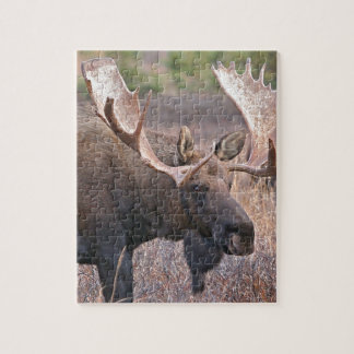 Alaskabo älg pussel