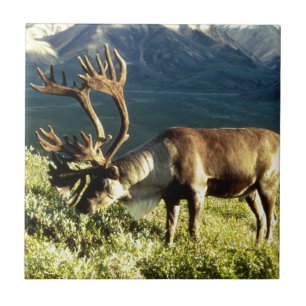 Alaskabo Caribou Kakelplatta