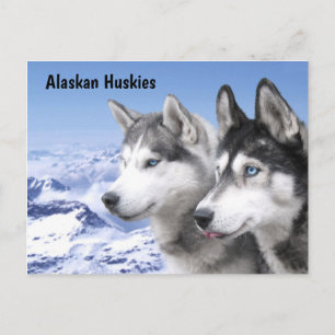 Alaskabo Huskies Vykort