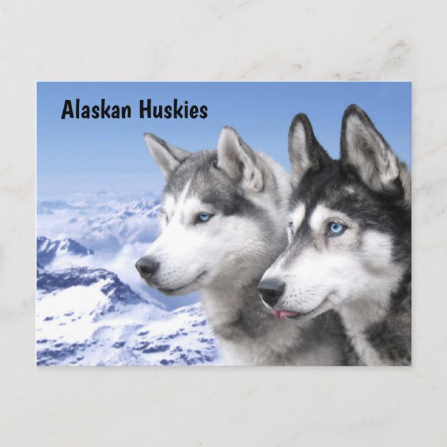 Alaskabo Huskies Vykort (Framsida)