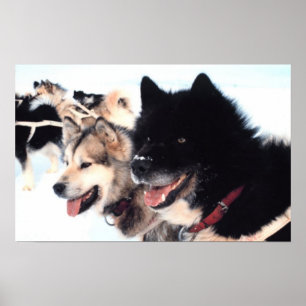 Alaskabo Husky kärlek Poster