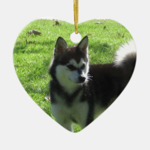 Alaskabo Klee Kai hund Julgransprydnad Keramik