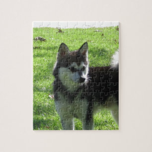 Alaskabo Klee Kai hund Pussel