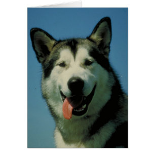 Alaskabo Malamute Hälsningskort