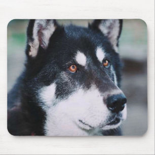 Alaskabo Malamute Musmatta