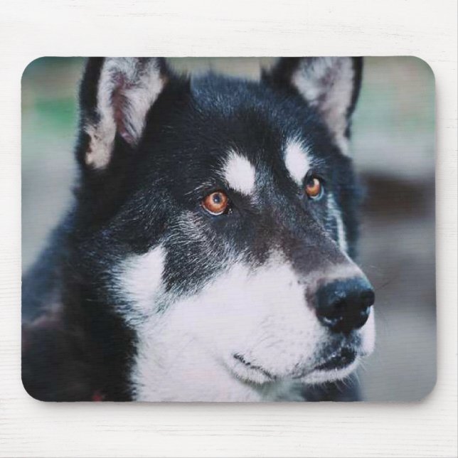 Alaskabo Malamute Musmatta (Framsidan)