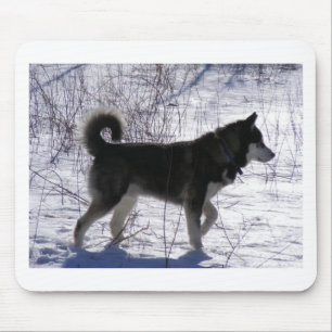 Alaskabo Malamute Musmatta