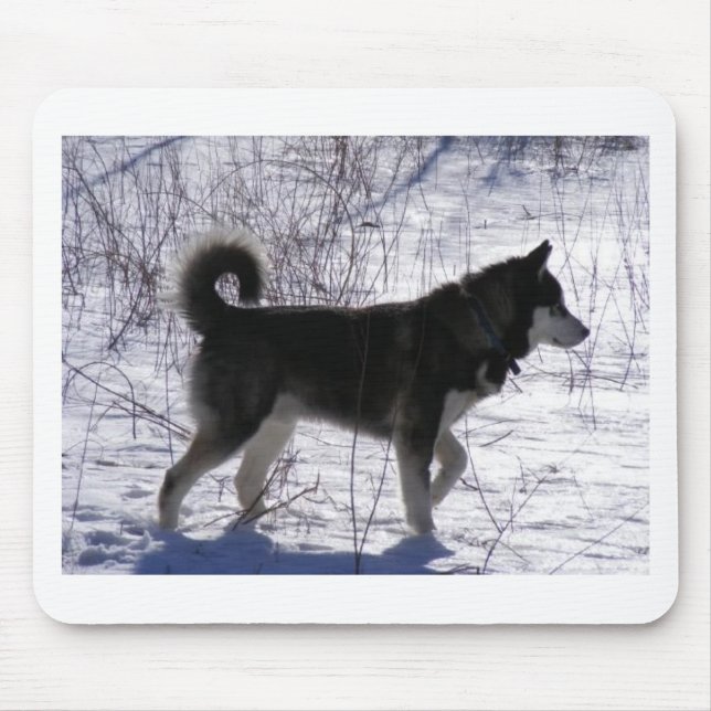 Alaskabo Malamute Musmatta (Framsidan)