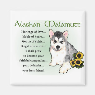 Alaskabo Malamutegåvor Magnet
