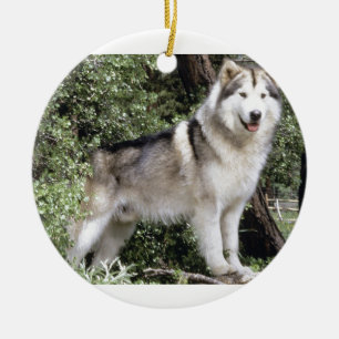 Alaskabo Malamutehund Julgransprydnad Keramik