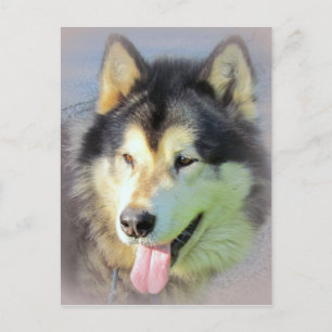 Alaskabo Malamutehund Vykort