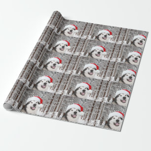 Alaskabo Malamutejul Presentpapper