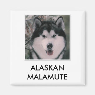 Alaskabo Malamutemagnet Magnet