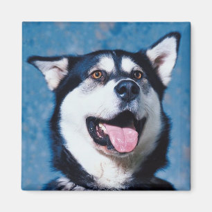 Alaskabo Malamutemagnet Magnet