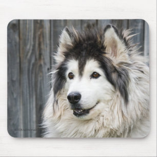 Alaskabo Malamutemousepad Musmatta