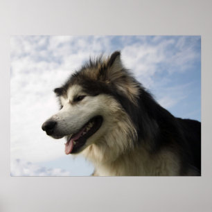 Alaskabo Malamutes Poster
