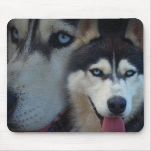 Alaskabo Sledhund - Husky Musmatta