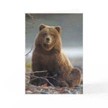 Alaskabobruntbjörn på Kenai NWR, Alaska