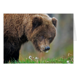 Alaskabobruntbjörn som äter maskrosen hälsningskort