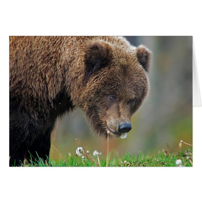 Alaskabobruntbjörn som äter maskrosen hälsningskort (Framsidan Horizontal)