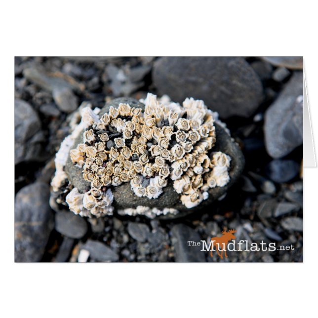 Alaskan Barnacle OBS Kort (Framsidan Horizontal)