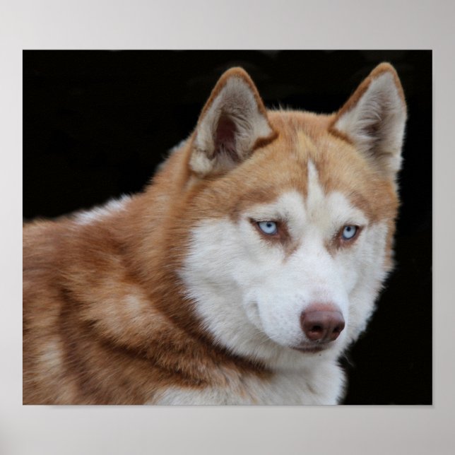 Alaskan Husky Hund Poster (Framsidan)