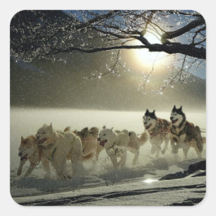 Alaskan Husky Hund Sled Tävling Fyrkantigt Klistermärke