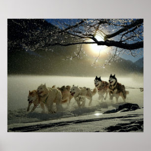 Alaskan Husky Hund Sled Tävling Poster
