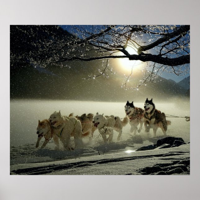 Alaskan Husky Hund Sled Tävling Poster (Framsidan)
