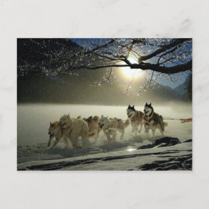 Alaskan Husky Hund Sled Tävling Vykort