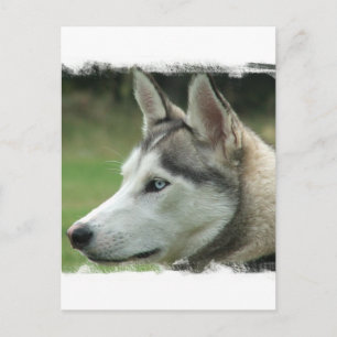 Alaskan Husky Postcard Vykort