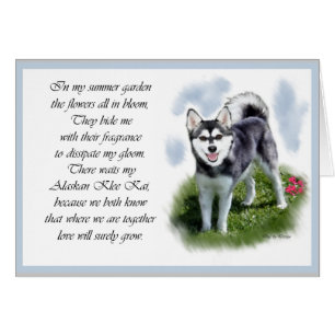 Alaskan Klee Kai-presenter Hälsningskort