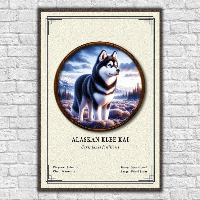 Alaskan Klee Kai Zoologi Serie Poster (Skapare uppladdad)