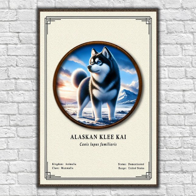 Alaskan Klee Kai Zoologi Serie Poster (Skapare uppladdad)